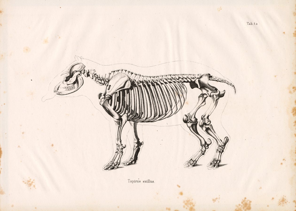 Squelette du tapir des plaines - Conrad Kull