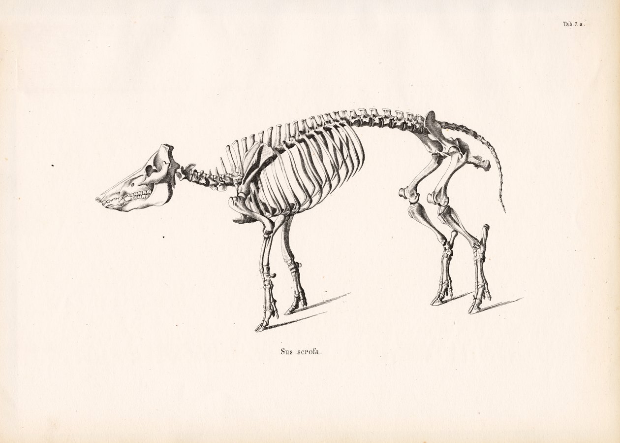 squelette-de-sanglier-conrad-kull-estampe-d-art