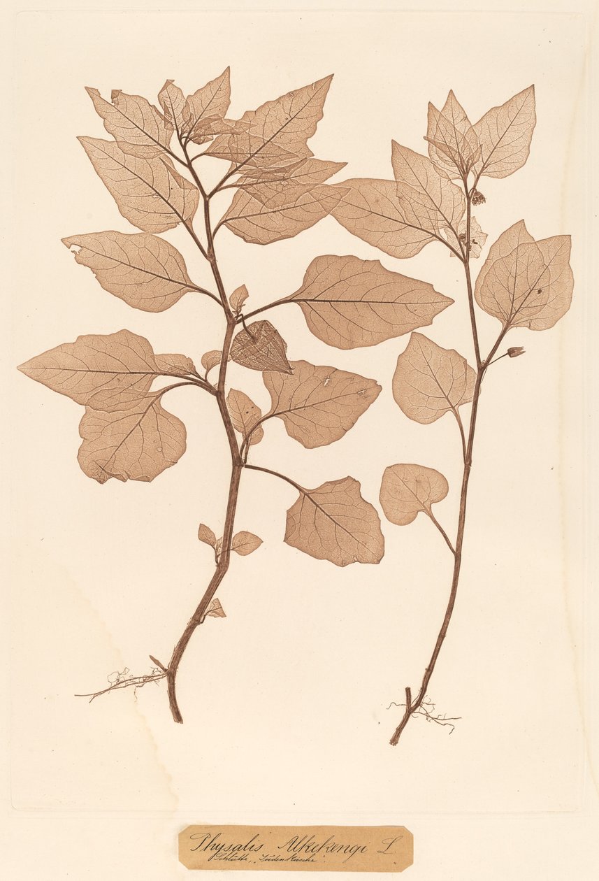 Physalis Alkekengi - Constetin von Ettinghausen and Alois Pokorny