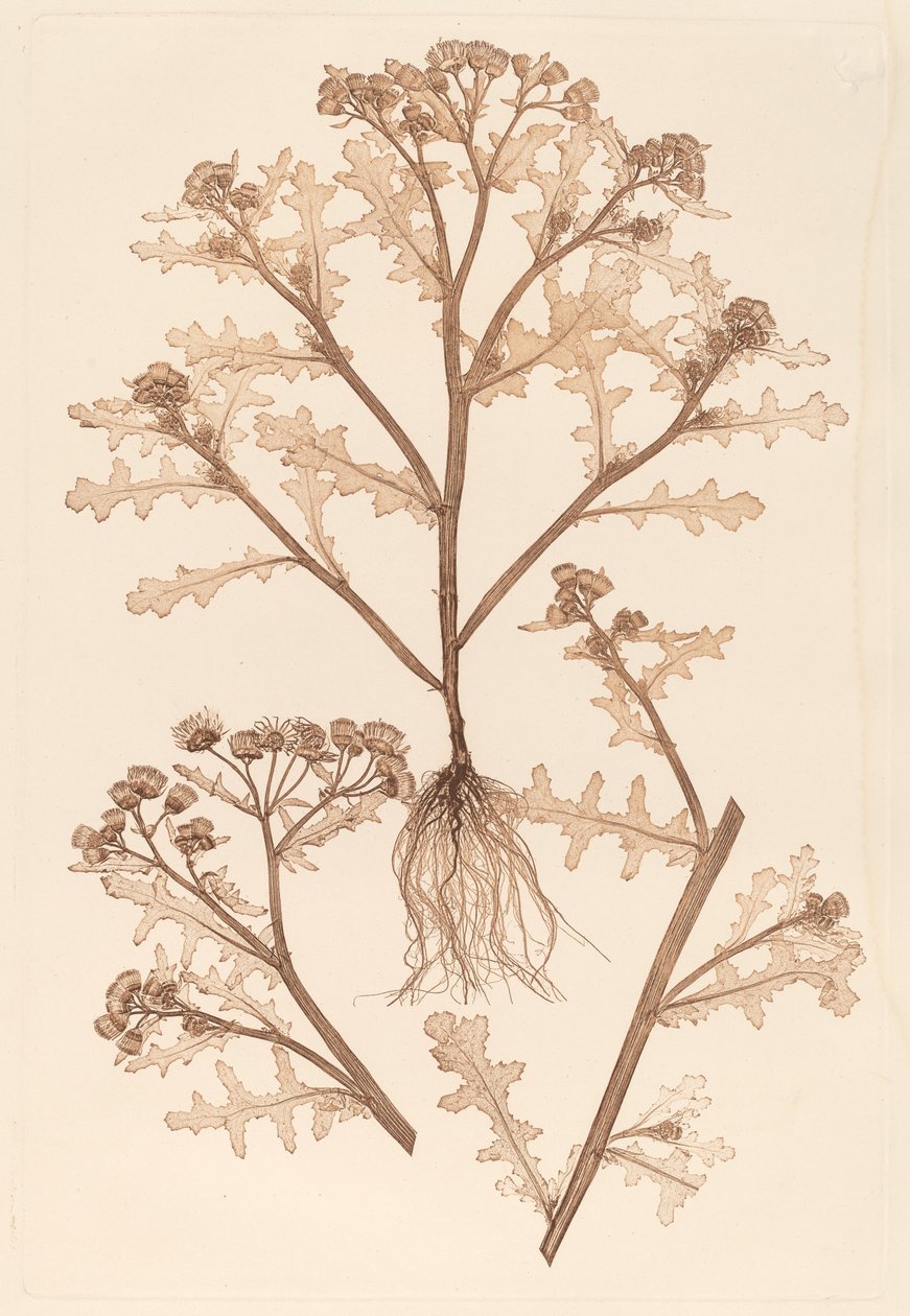 Senecio viscosus - Constetin von Ettinghausen and Alois Pokorny