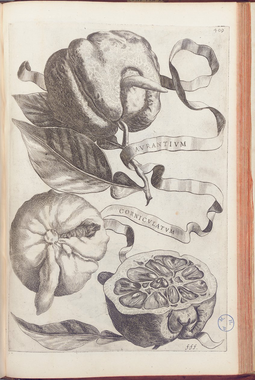 Orange Cornue, planche 409 de "Hesperides sive de Malorum Aureorum Cultura et Usu Libri Quatuor" par Giovanni Battista Ferrari, 1646 - Cornelis Bloemaert