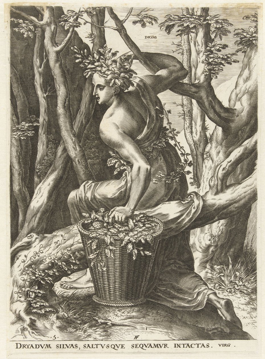 Dryas - Cornelis Cort