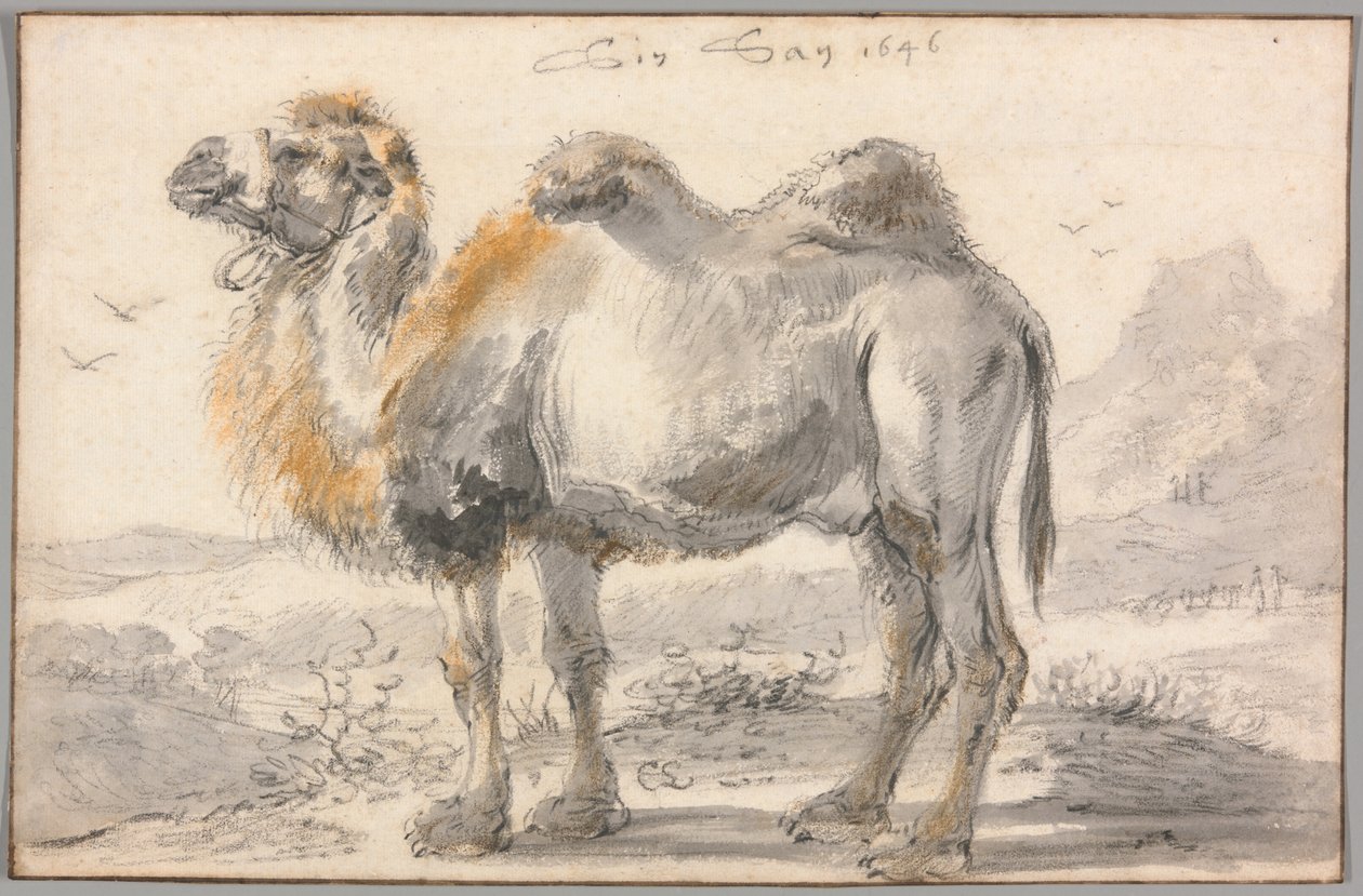 Un chameau - Cornelis Saftleven