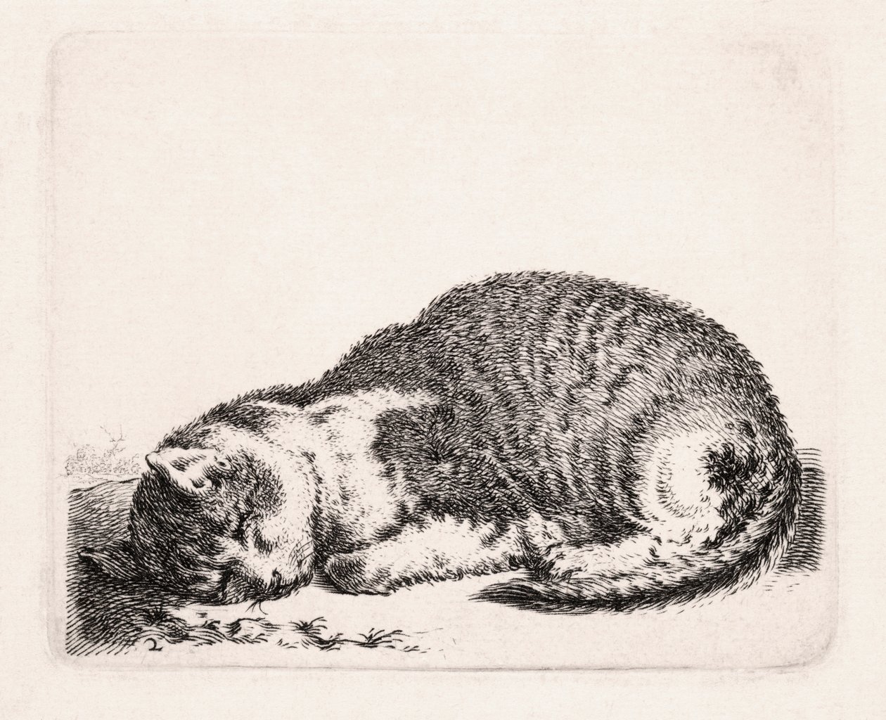 Chat dormant, vers 1607-81 - Cornelis Saftleven