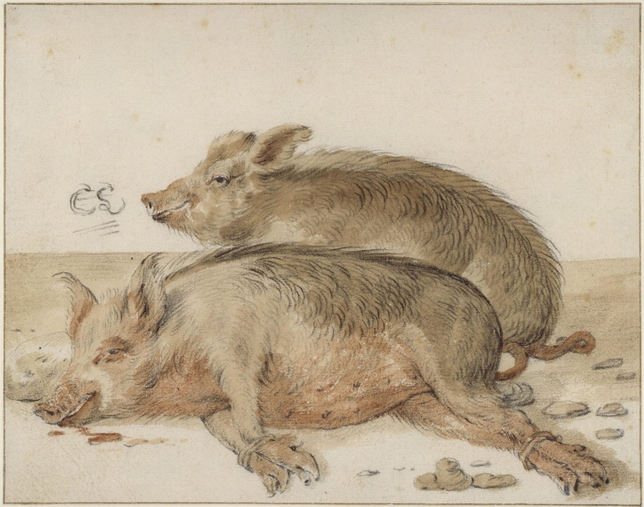 Deux cochons - Cornelis Saftleven