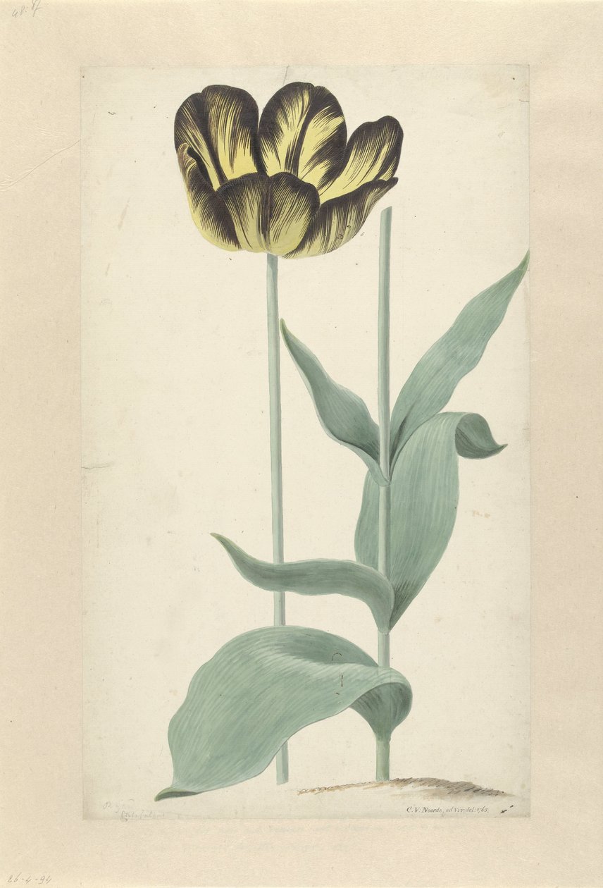 La tulipe Bizard Catafalque - Cornelis van Noorde