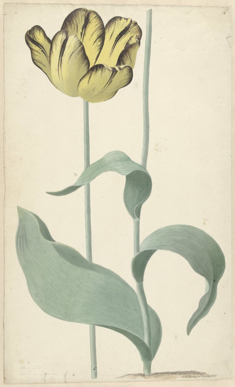 La tulipe Bizard Louis d