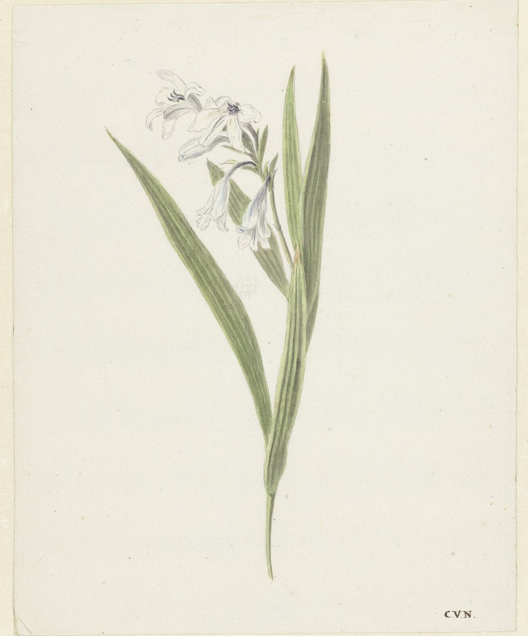 Freesia - Cornelis van Noorde