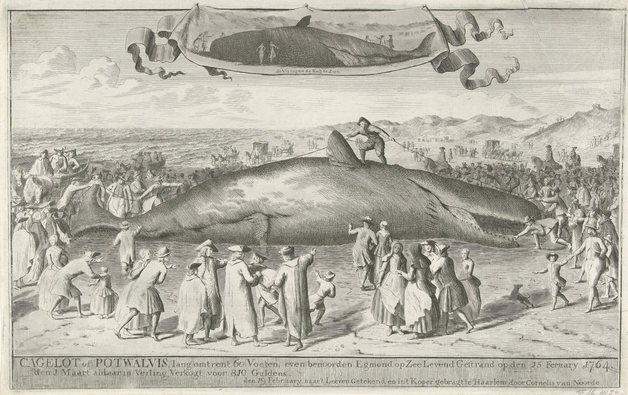 Cachalot échoué près d