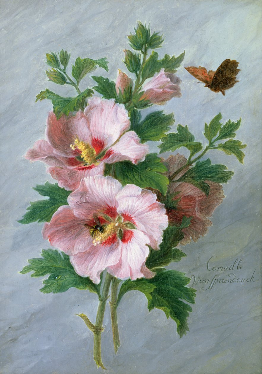 Hibiscus contre un rebord de marbre - Cornelis van Spaendonck