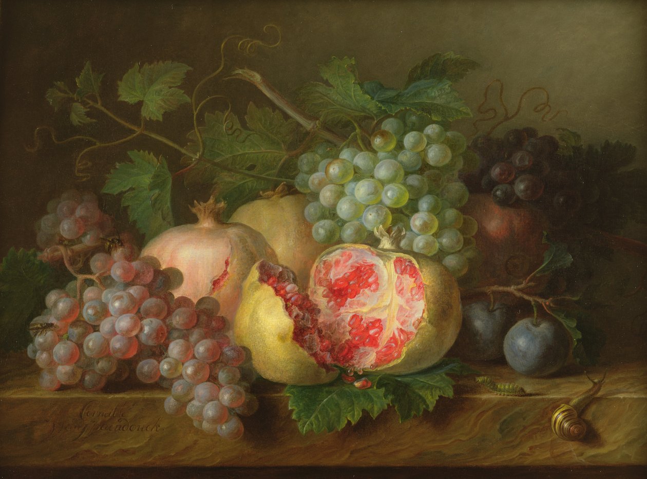 Nature morte de grenades, raisins et prunes sur une corniche en marbre (panneau) - Cornelis van Spaendonck