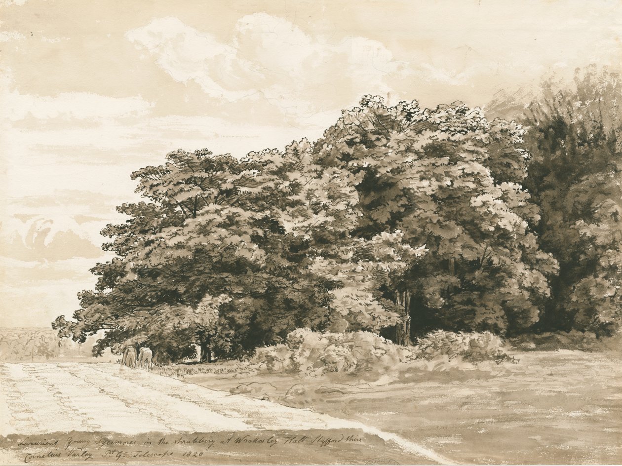 Wrottesley Hall - Le Bosquet: dessin sépia, 1820 - Cornelius Varley