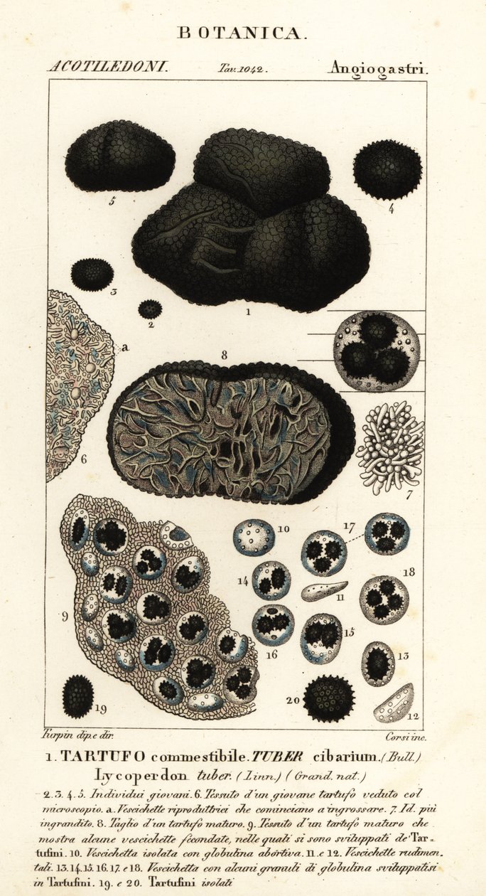 Truffe noire, Tuber melanosporum - Corsi Corsi
