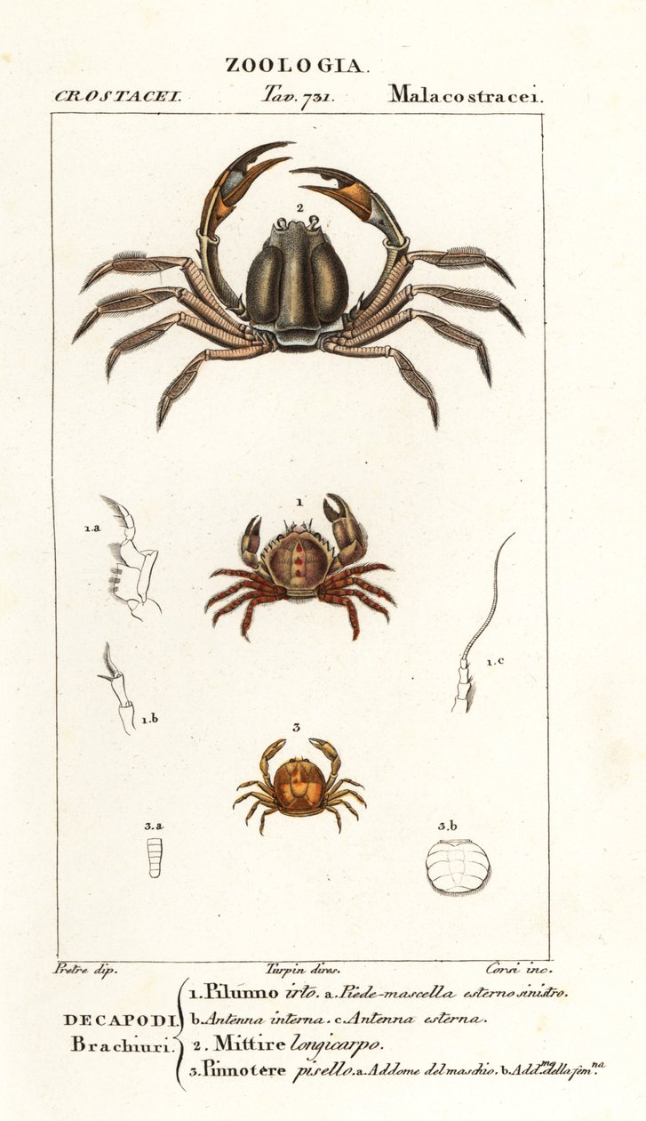 Pilumnus hirtellus, Mictyris longicarpus, Pinnotheres pisum - Corsi Corsi