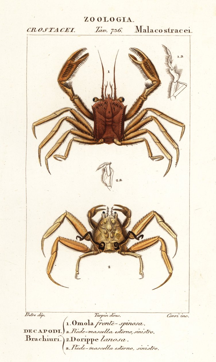 Crabe porteur et crabe dorripidé - Corsi Corsi