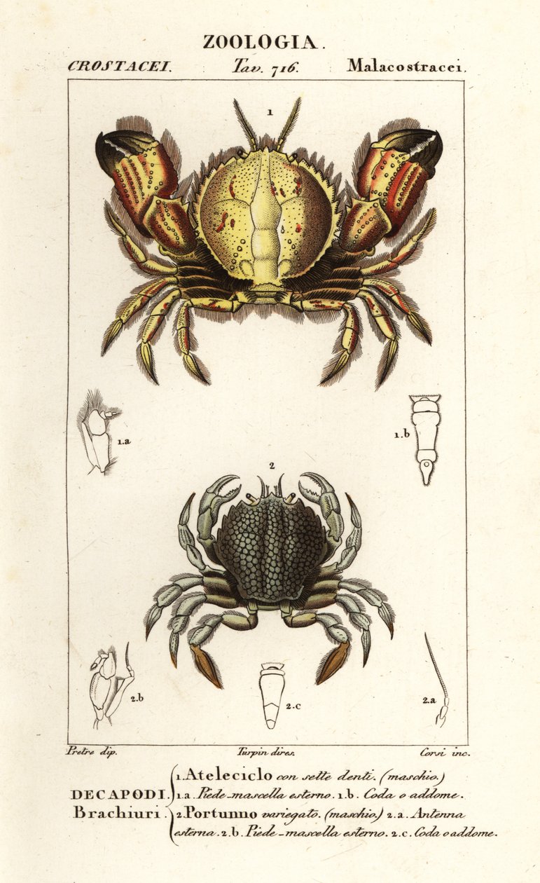Crabe circulaire et crabe nageur - Corsi Corsi