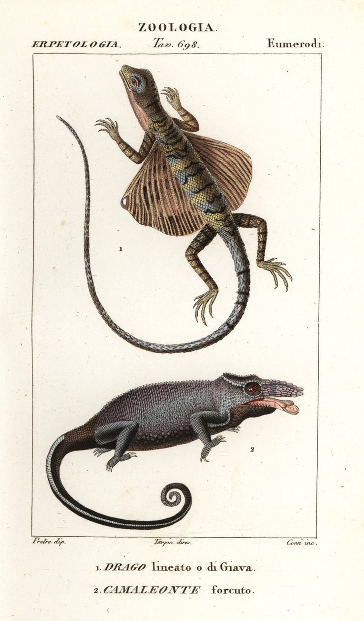 Dragon volant commun et caméléon à deux cornes - Corsi Corsi