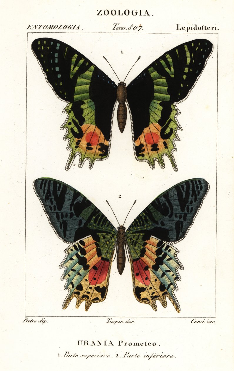 Papillon de coucher de soleil d