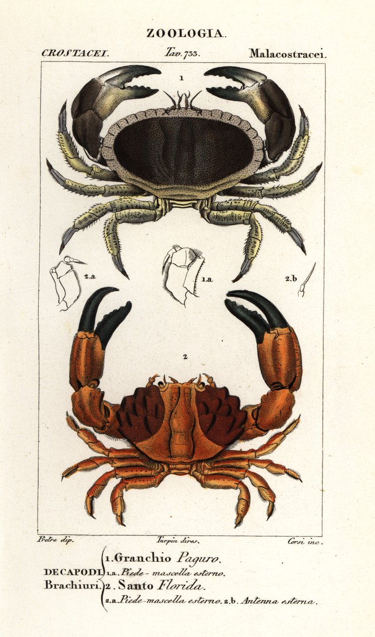 Crabe comestible et crabe sillonné - Corsi Corsi