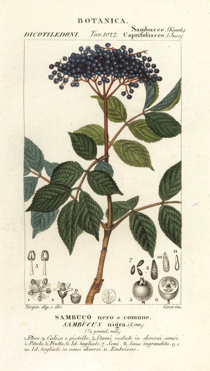Sureau noir européen, Sambucus nigra, Sambuco nero o comune - Corsi Corsi
