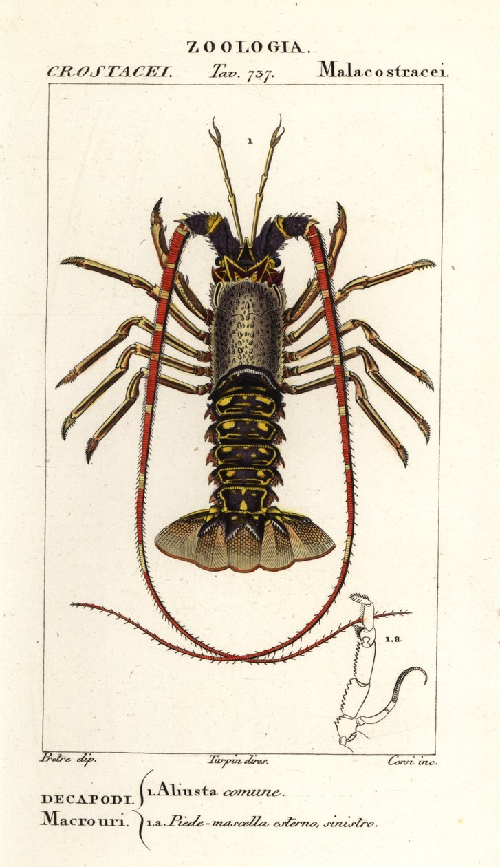 Langouste européenne, Palinurus elephas - Corsi Corsi