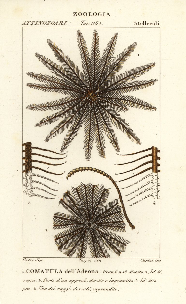 Comatule, Oligometrides adeonae, Comatula adeonae, Comatula dell’Adeona - Corsi Corsi