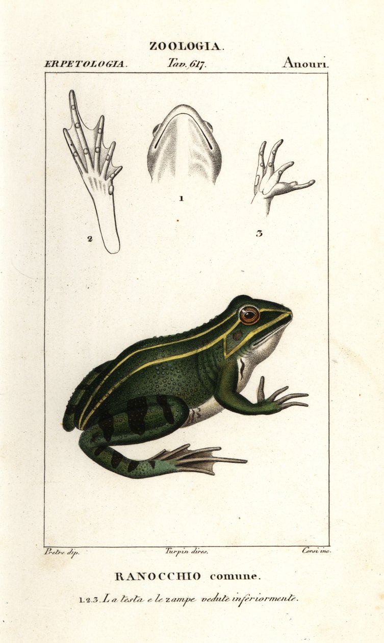 Grenouille verte, Pelophylax kl esculentus - Corsi Corsi