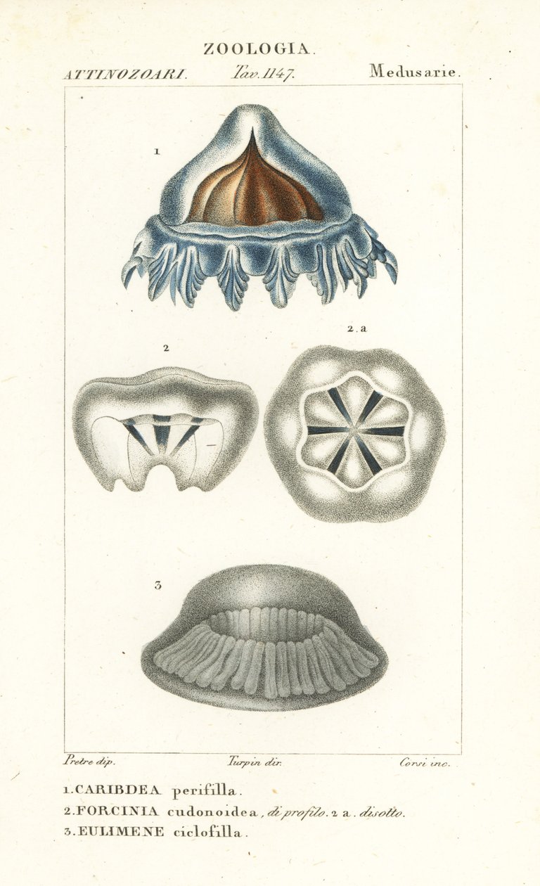 Méduse casque, Periphylla periphylla 1, Phorcynia cudonoidea 2, et Eulimene ciclophylla 3 - Corsi Corsi