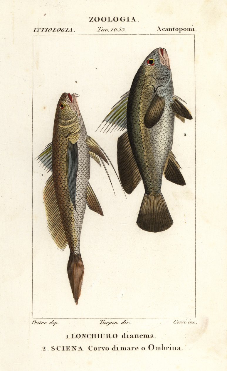 Lonchurus lanceolatus et Argyrosomus regius - Corsi Corsi