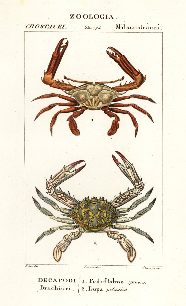 Crabe périscope et crabe fleur - Corsi Corsi