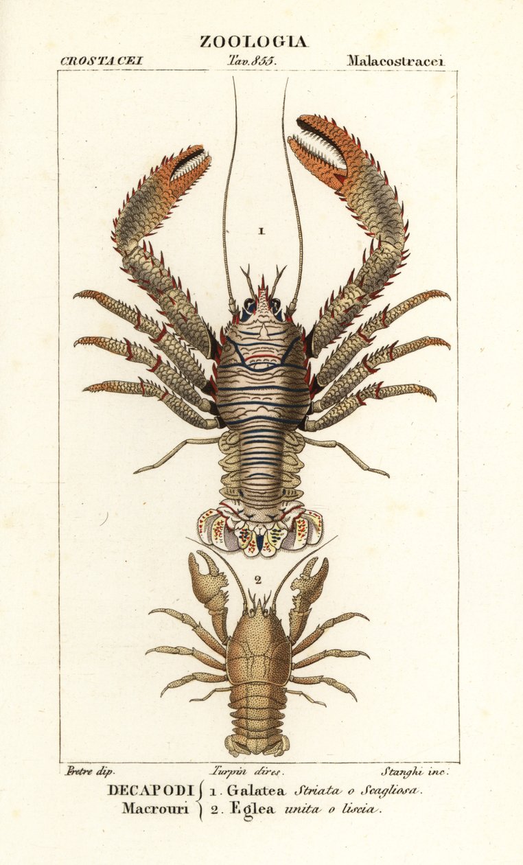 Galathea strigosa et Aegla laevis - Corsi Corsi