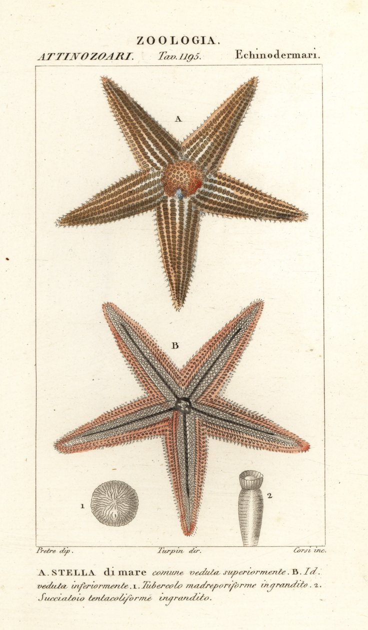 Étoile de mer, Asterias rubens - Corsi Corsi