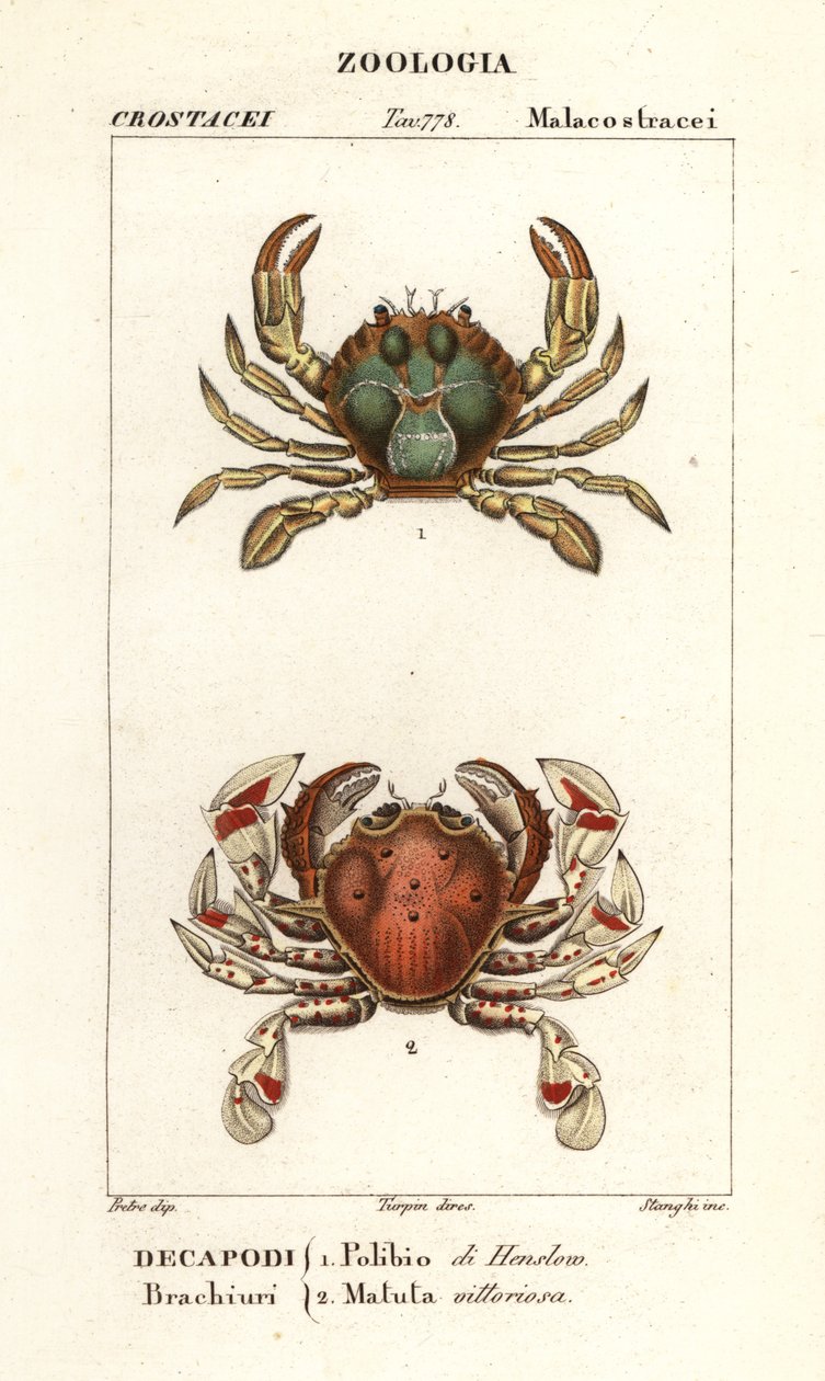 Crabe nageur et crabe lune - Corsi Corsi