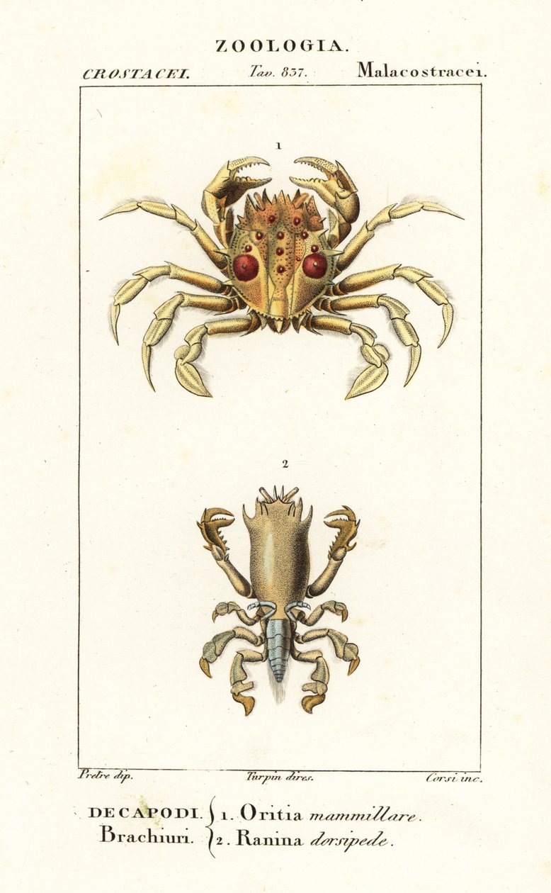 Crabe tigre et crabe grenouille - Corsi Corsi