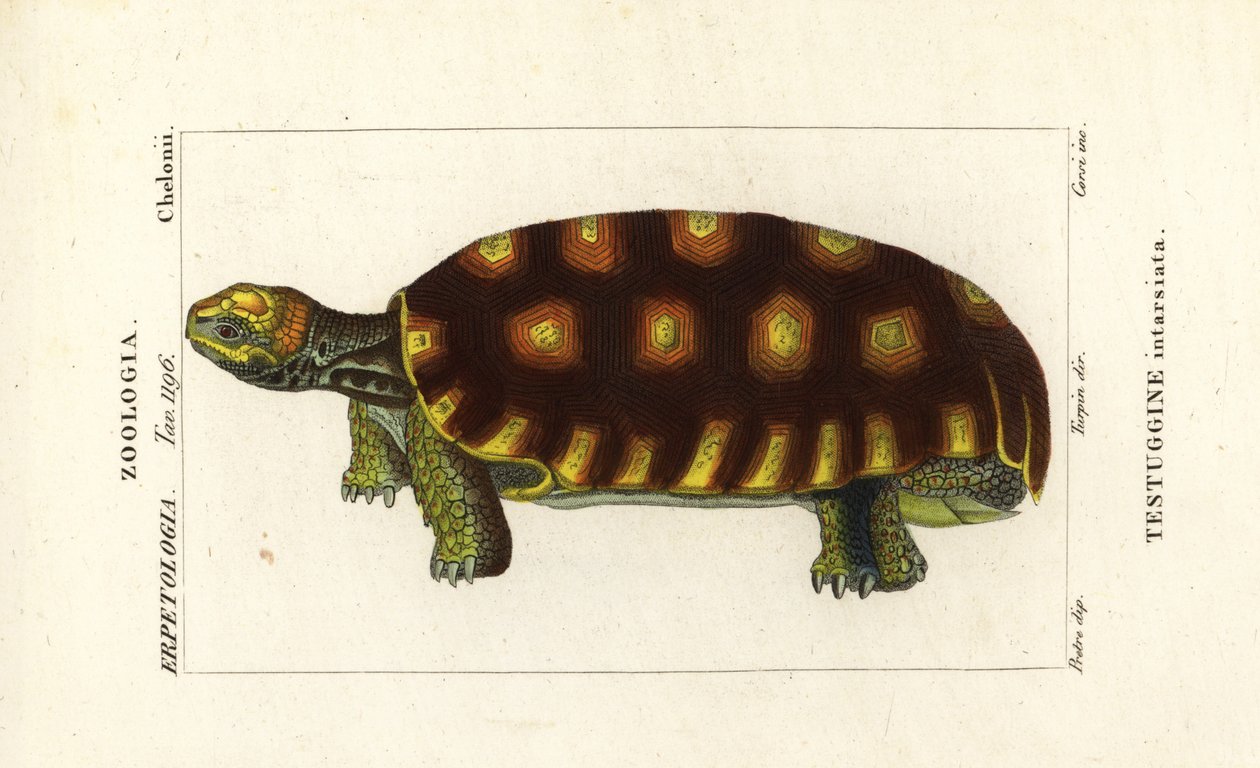 Tortue à pieds jaunes ou tortue géante brésilienne, Chelonoidis denticulatus Testudo tabulata Testuginne intarsiata - Corsi Corsi