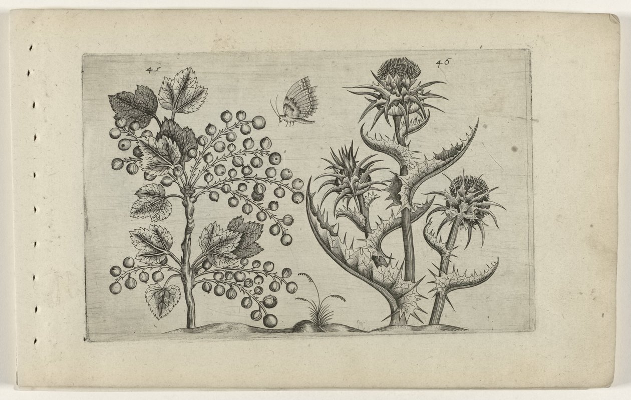 Groseille et chardon-Marie - Crispijn van de Passe (I) (attributed to)