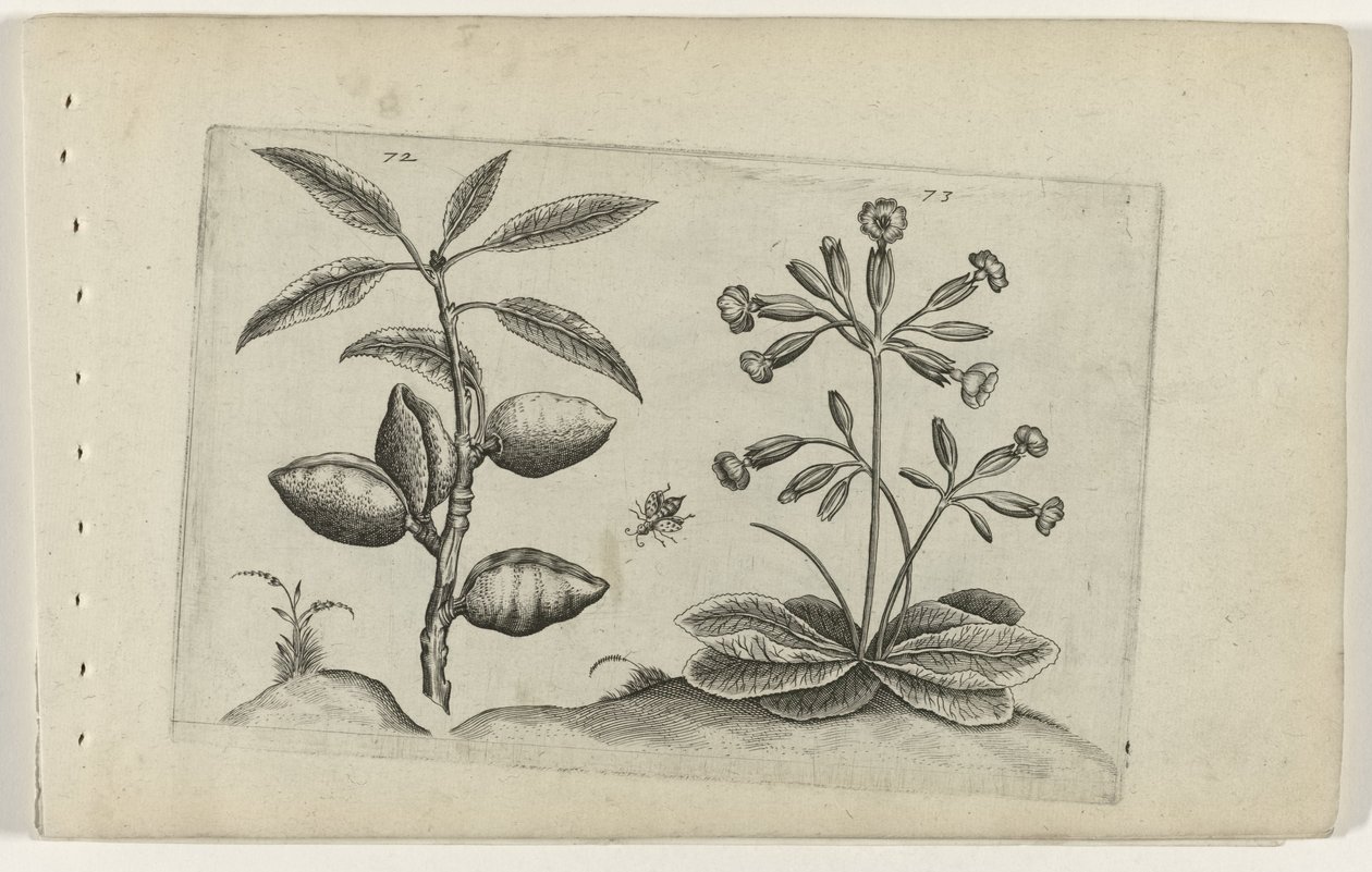 Amandier et primevère dorée - Crispijn van de Passe (I) (attributed to)