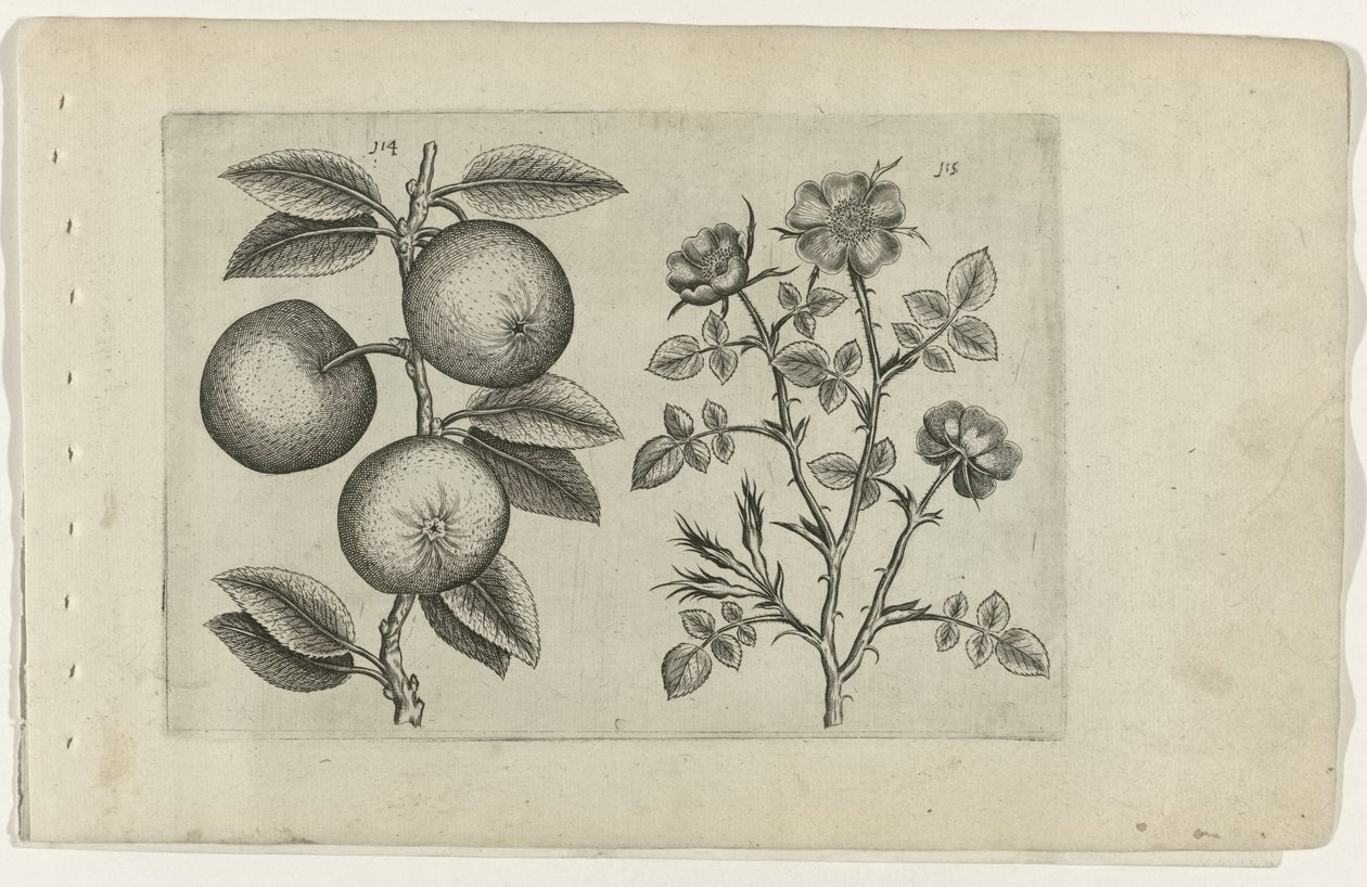 Pomme et églantier (série Cognoscite lilia) - Crispijn van de Passe (I) (attributed to)