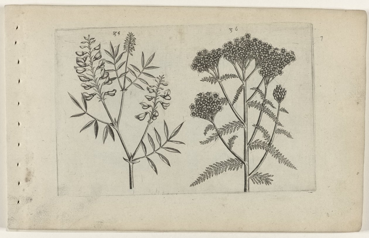 Vesce et millefeuille (Cognoscite lilia) - Crispijn van de Passe (I) (attributed to)