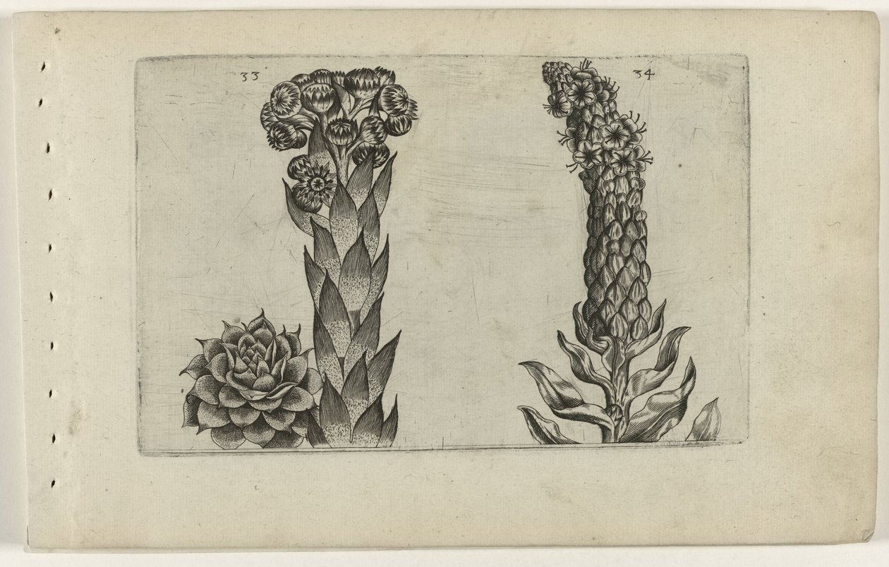Feuille de tonnerre et molène - Crispijn van de Passe (I) (attributed to)