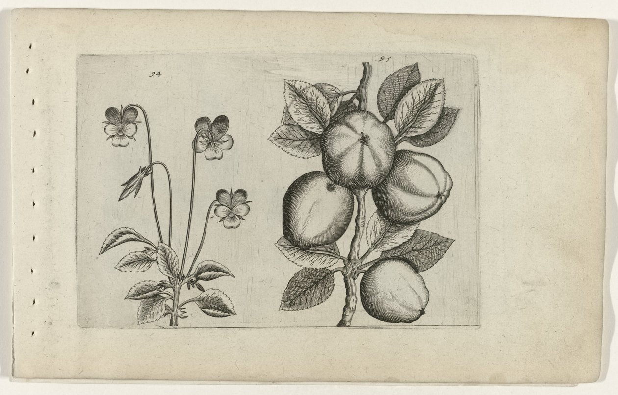Violette tricolore et pomme - Crispijn van de Passe (I) (attributed to)