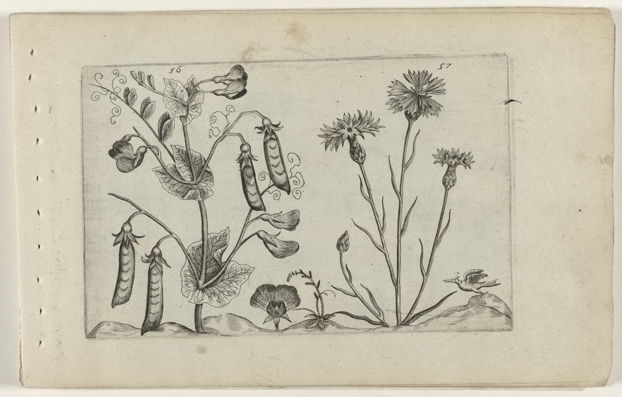 Erwt en korenbloem - Crispijn van de Passe (I) (attributed to)