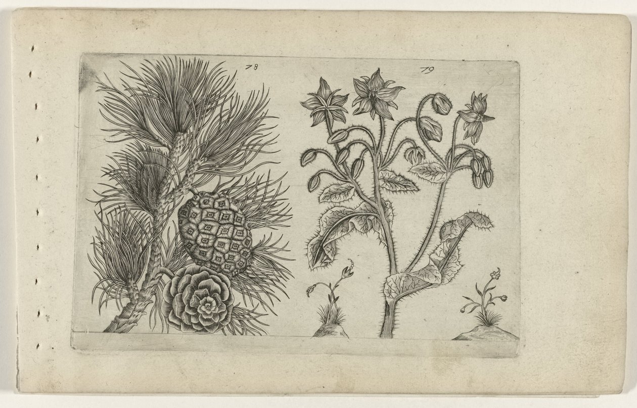 Pin sylvestre et bourrache - Crispijn van de Passe (I) (attributed to)