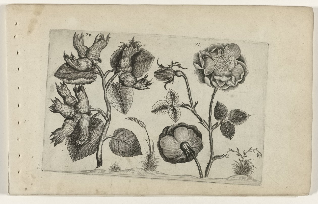 Noisetier et rose - Crispijn van de Passe (I) (attributed to)