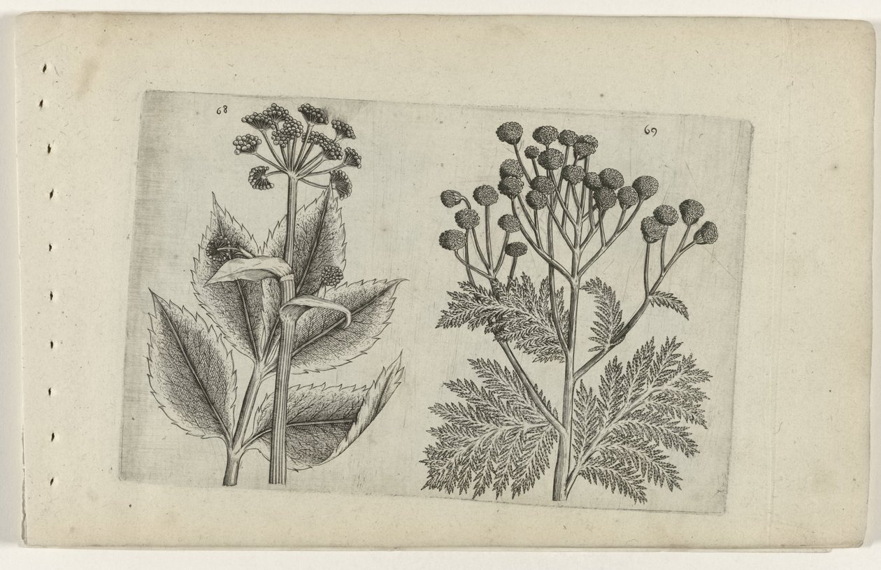 Racine de cerf et tanaisie (Cognoscite lilia) - Crispijn van de Passe (I) (attributed to)
