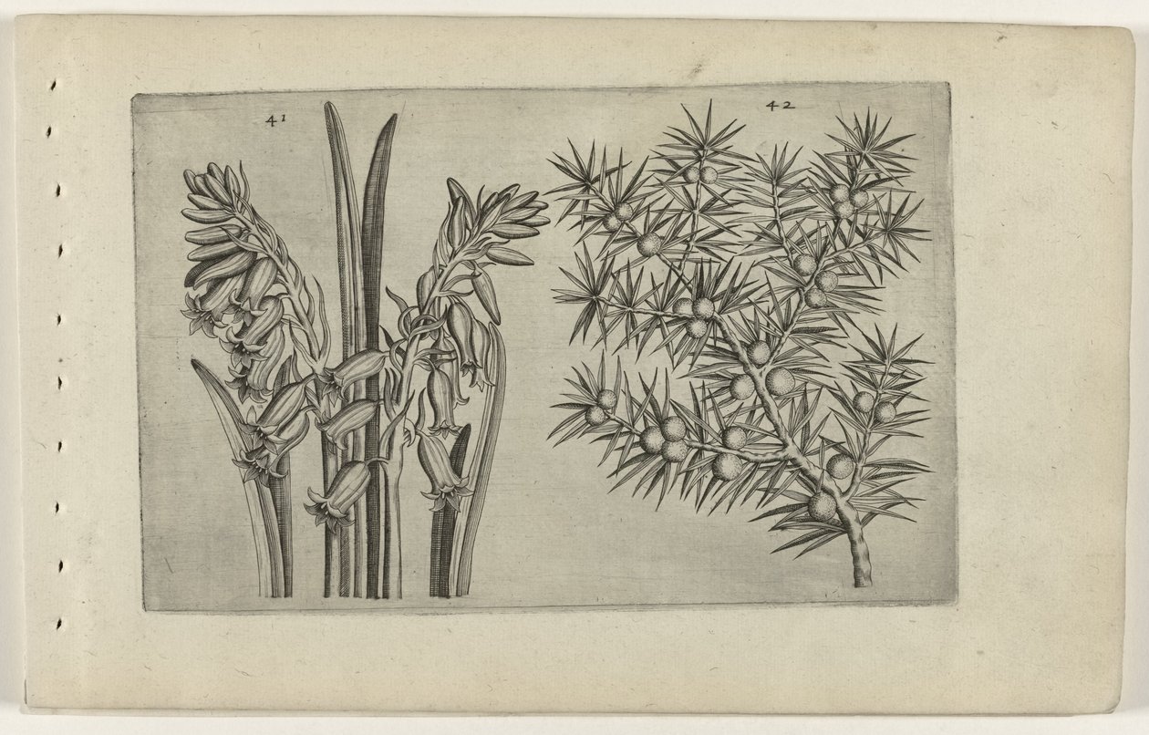 Jacinthe et genévrier (Cognoscite lilia) - Crispijn van de Passe (I) (attributed to)