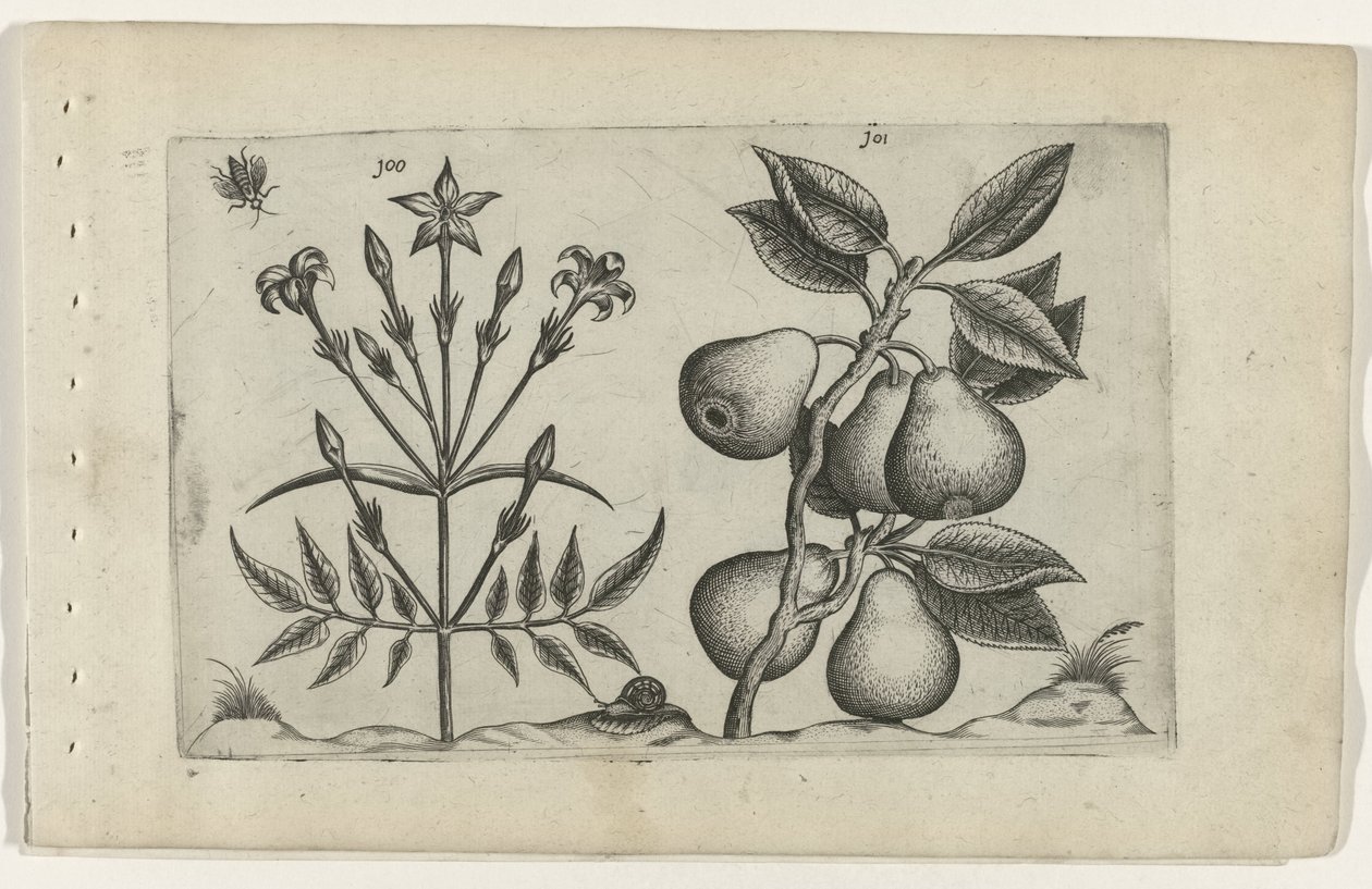 Jasmin et poire - Crispijn van de Passe (I) (attributed to)