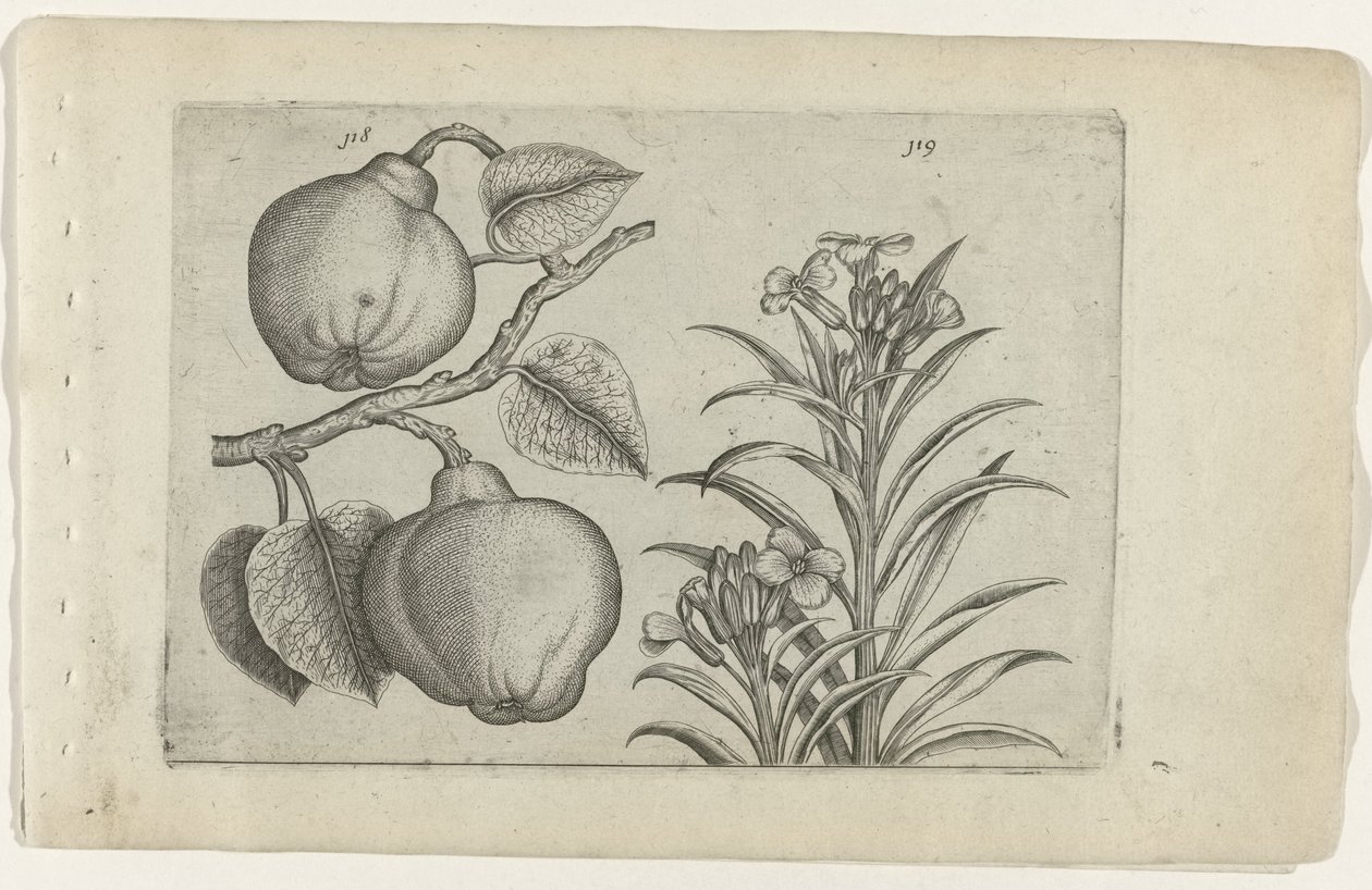Coing et giroflée - Crispijn van de Passe (I) (attributed to)