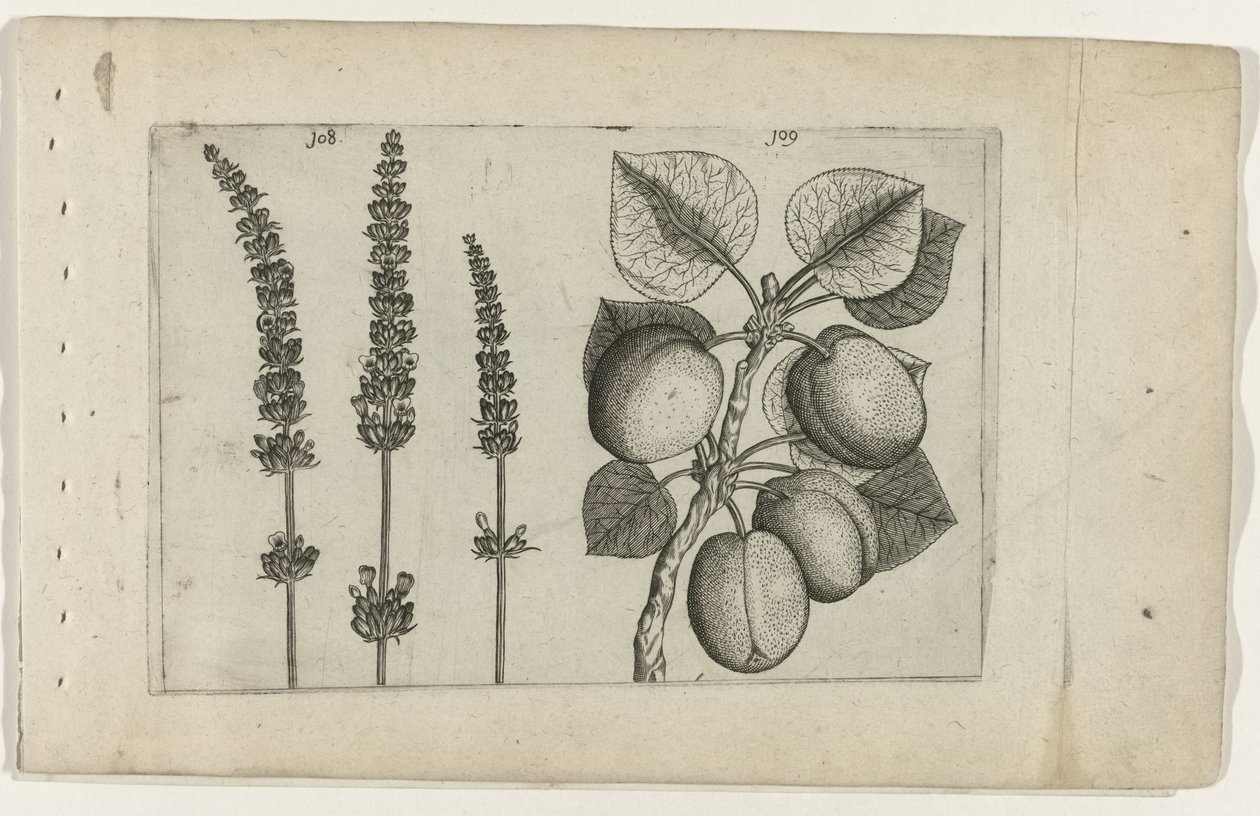 Lavande et abricot (Cognoscite lilia) - Crispijn van de Passe (I) (attributed to)