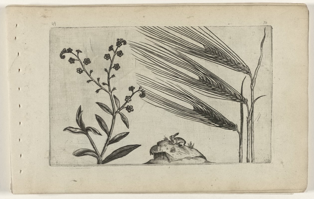 Myosotis des marais et orge - Crispijn van de Passe (I) (attributed to)